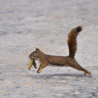Mount Robson PP - Red squirrel